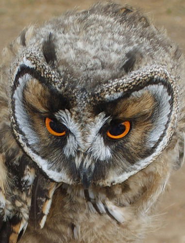 Ольга Сычева