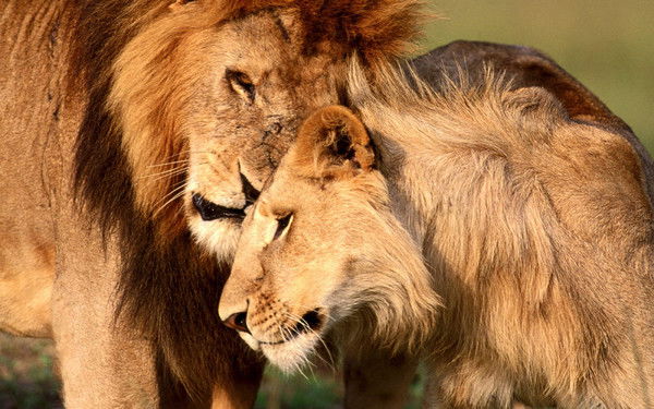 Гулшат Серикова