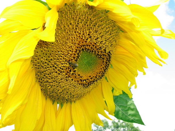 Галина Шаманская