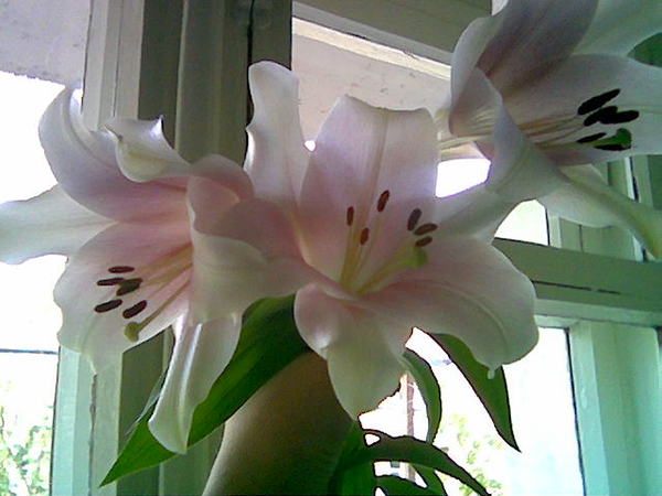 Юлия Ощепкова