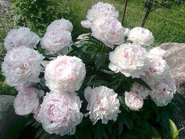 Акмарал Нурбекова