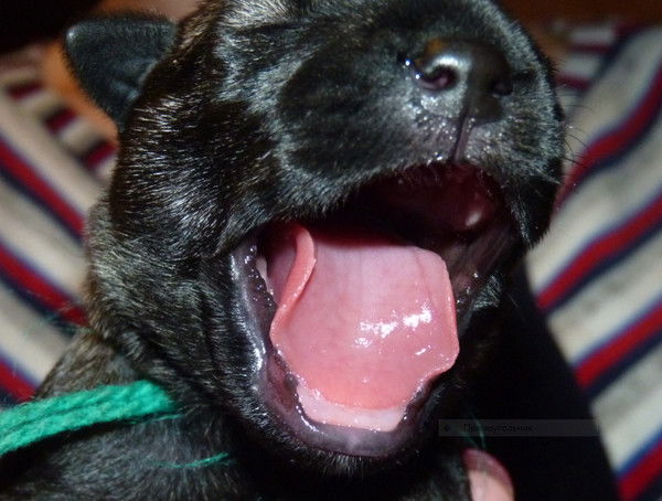 Олег Пуртов