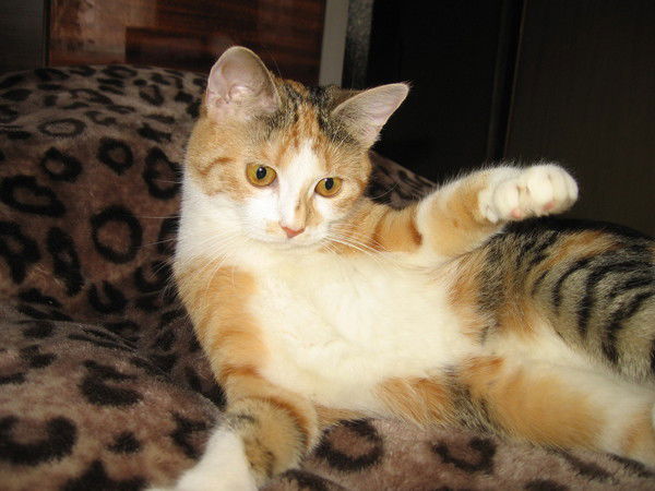 Анастасия Варламова