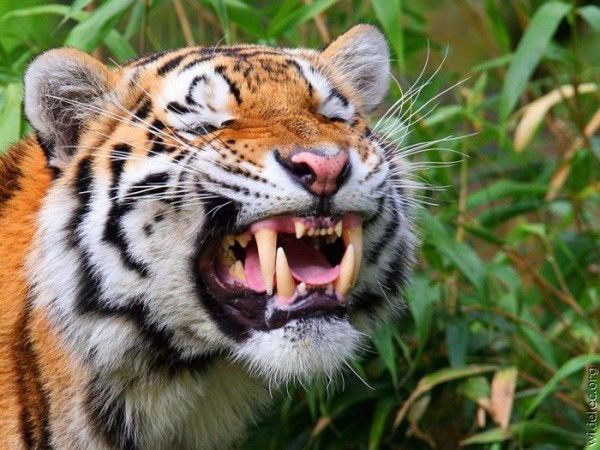 Данил Лодвиг