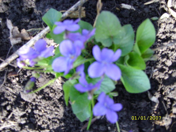 Галина Кутепова