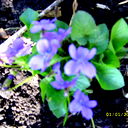 Галина Кутепова