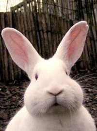 Сказочный Долбаёб