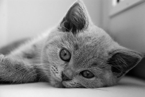 Дель Анастасия