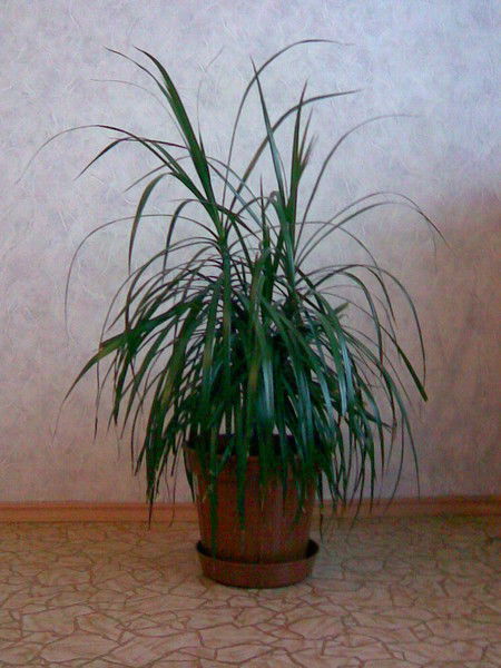 Любовь Румянцева