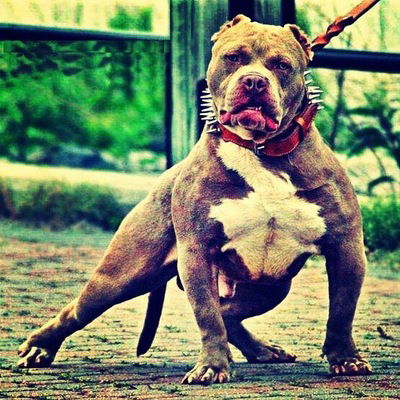 Даниил Шеремет