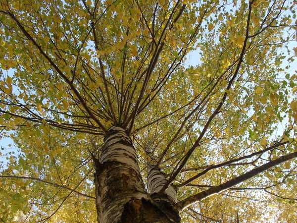 Анна Самбрус