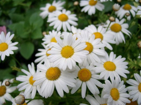 Алла Комарова