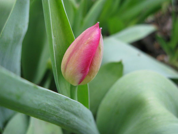 Тома Бернацкая