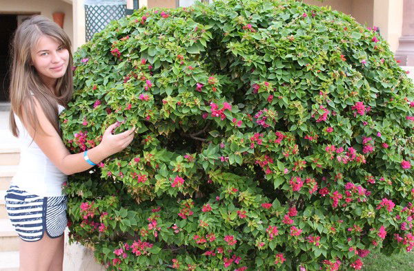 Анютка Виттон