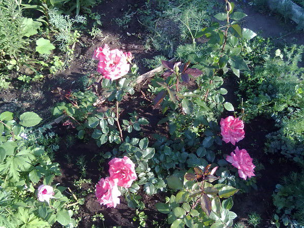 Надежда Маштакова