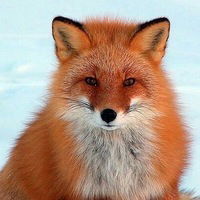 Алеся Матвеева