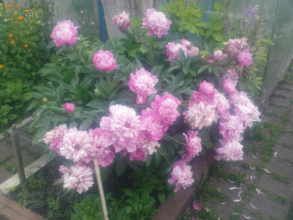 Райкуль Кубанцева