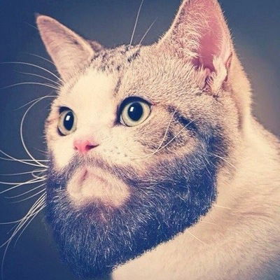 Раша Федераша