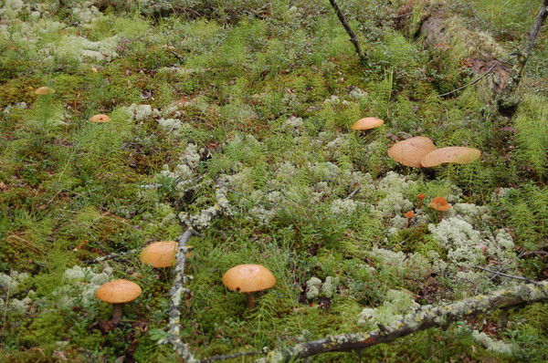 Вячеслав Урванцев