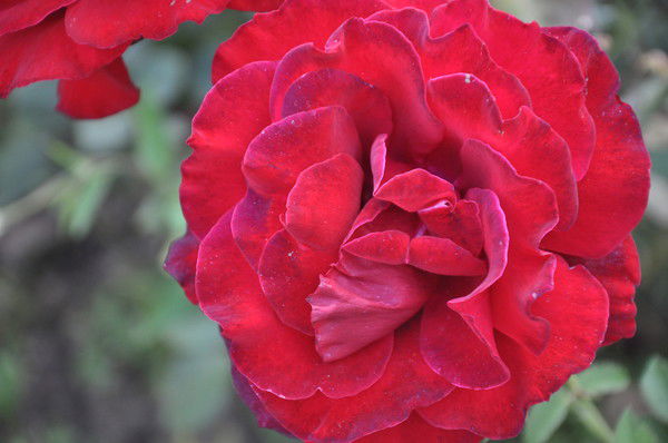 Жанна Костина