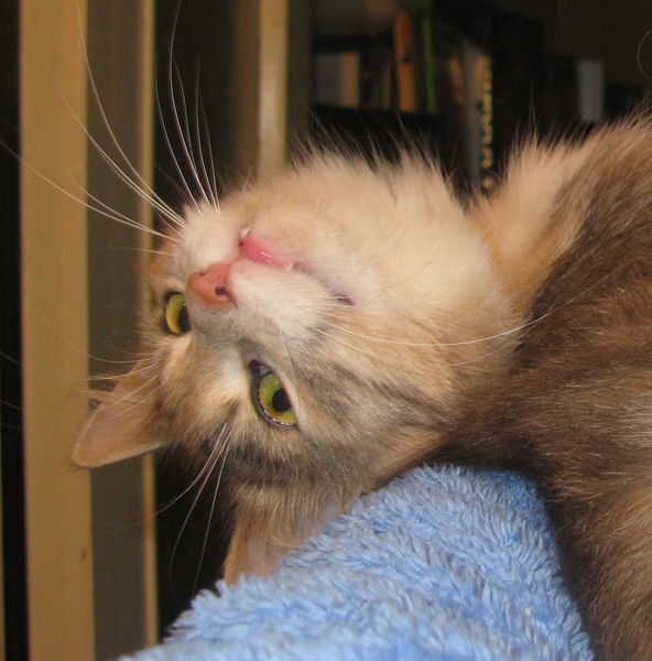 Мария Сафронова