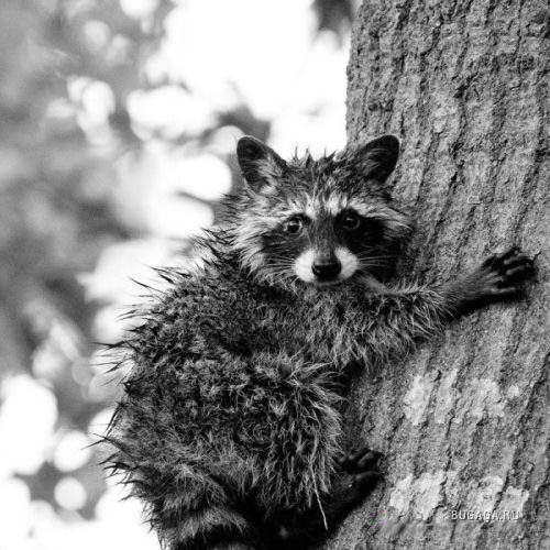 Станислав Бирин