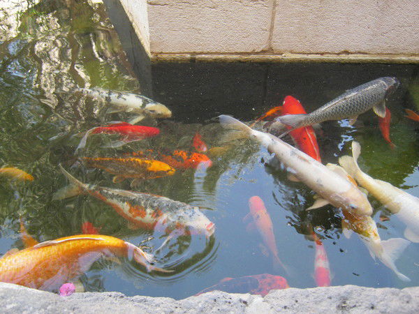 Люся Люсечка