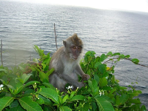 Владимир Владимир