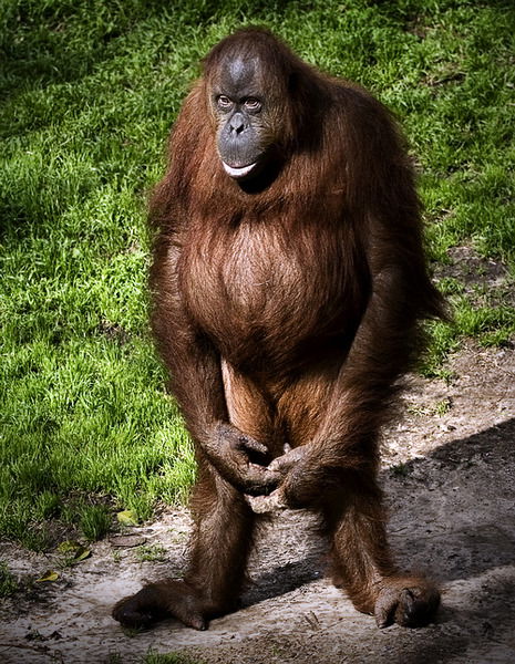 Альберт Салахов