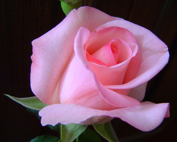 Лариса Валуйская