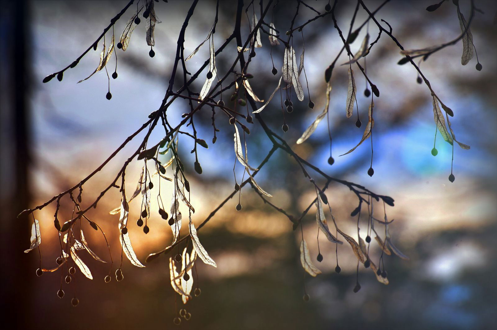 Светлана Герасимова