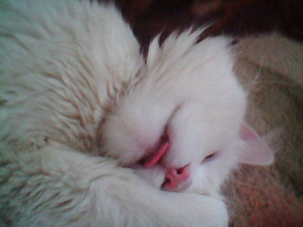 людмила кулиш