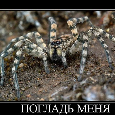 Юлия Винарская