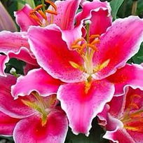 Снежана Сидоренко