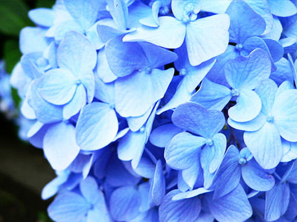 Наталья Горбушина