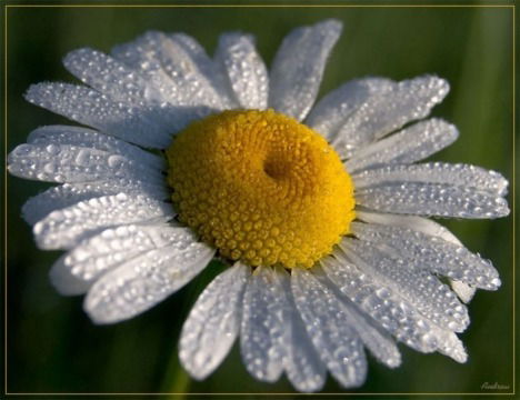 Юлия Кулёмина