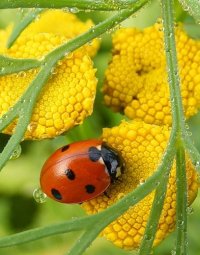 Светлана Гортунова