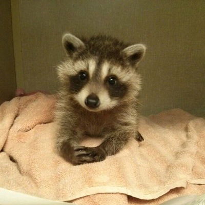 Таня Макеева