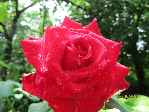 Людмила З Акорецкая