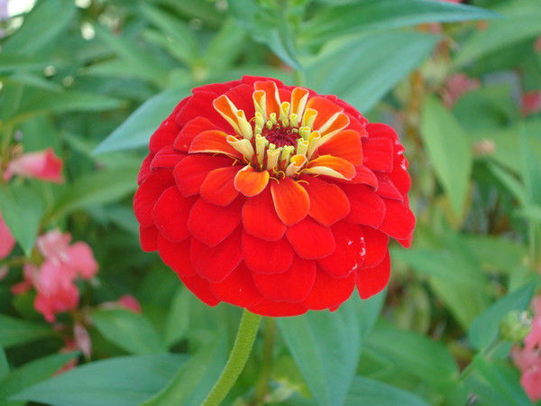 Анна Фесенко