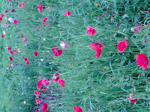 Екатерина Черникова