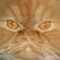 Богдан Хандак