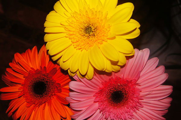 Анастасия Кожевникова