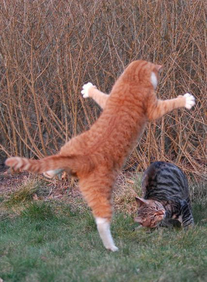 Кристина Аппель