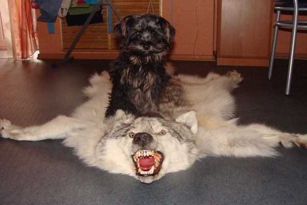 Алина Аминова