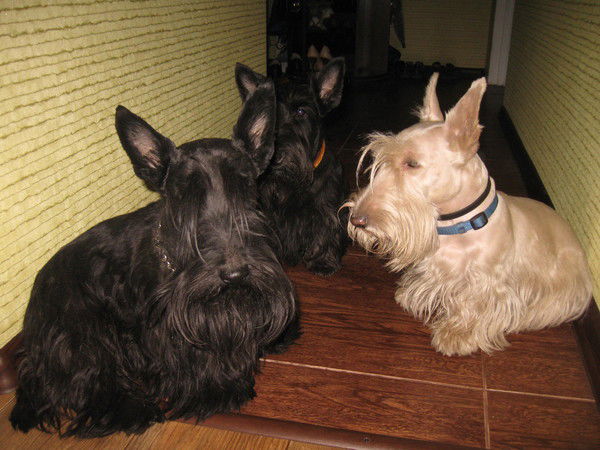 Ольга Хорева (Шиба)