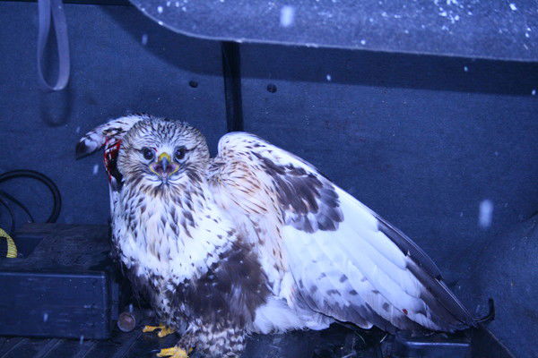 Дмитрий Беликов