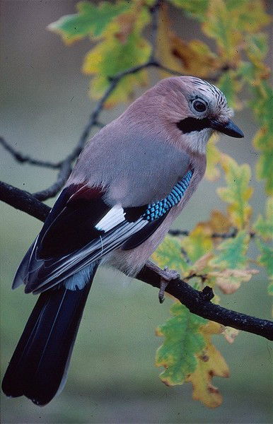 Татьяна Раецкая
