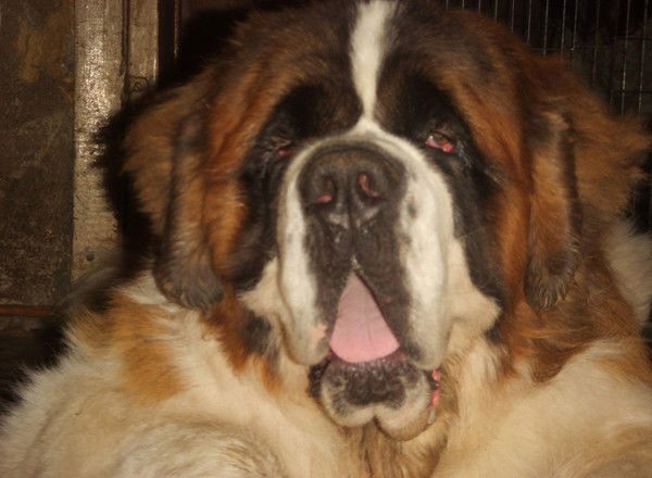 Анатолий Лукин