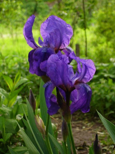 Ирина Крылова